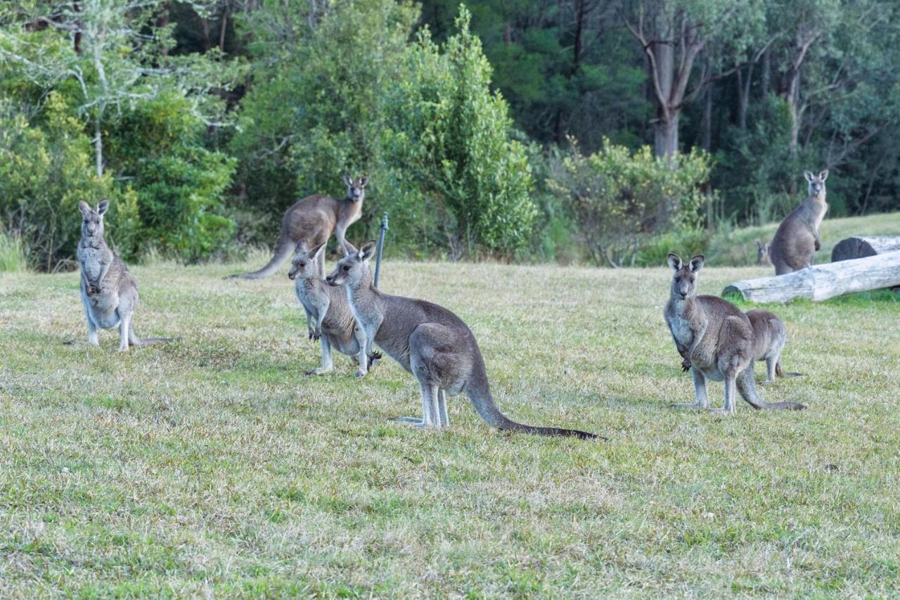 Jumulu Lodge A unique luxury escape Kangaroo Valley Extérieur photo